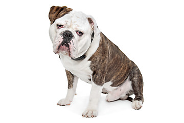 Image showing Old English Bulldog