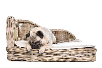 Image showing Pug on a luxury bed