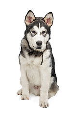 Image showing Alaskan Malamute puppy