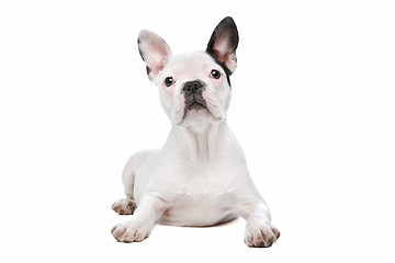Image showing French Bulldog puppy