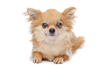 Image showing Brown long haired chihuahua