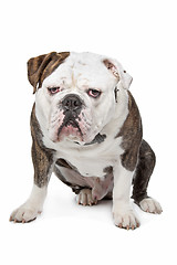 Image showing Old English Bulldog