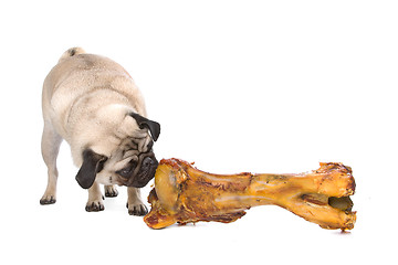 Image showing Pug with a huge bone