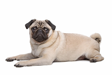 Image showing Pug dog