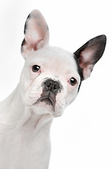 Image showing French Bulldog puppy