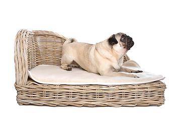 Image showing Pug on a luxury bed