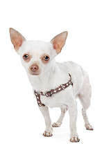 Image showing White Chihuahua