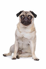 Image showing Pug dog