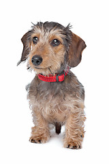 Image showing Wire-haired Dachshund