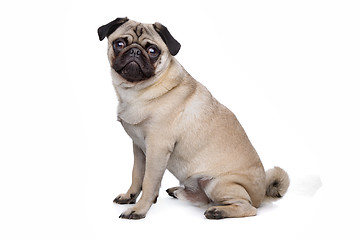 Image showing Pug dog