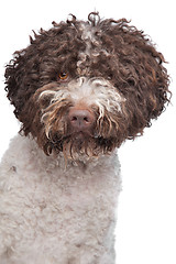 Image showing lagotto romagnola