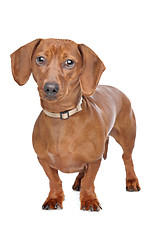 Image showing short haired dachshund