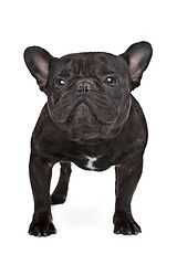 Image showing Dark brown French bulldog