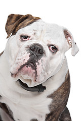 Image showing Old English Bulldog