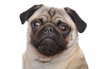 Image showing Pug dog