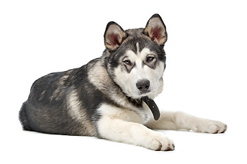 Image showing Alaskan Malamute puppy