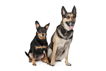 Image showing Two mixed breed dogs