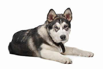 Image showing Alaskan Malamute puppy