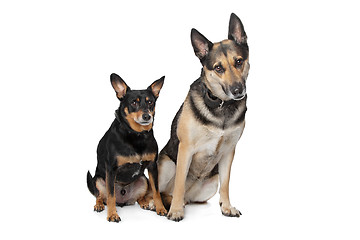 Image showing Two mixed breed dogs