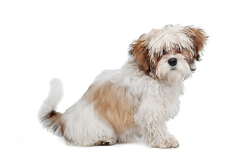 Image showing boomer dog