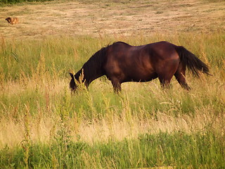 Image showing brown horse in the field
