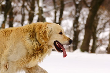 Image showing golden retriever