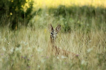 Image showing roebuck in big grass