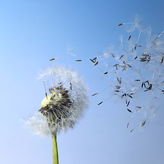 Image showing dandelion blowball and flying seeds