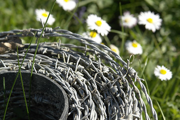 Image showing roll of barbwire and daisy flowers