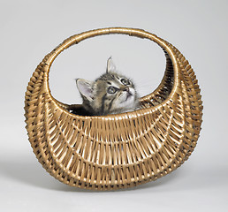 Image showing kitten looking up in basket