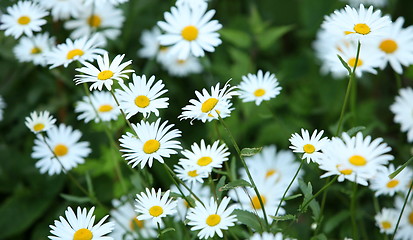 Image showing Wild daisies