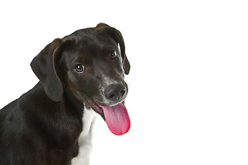 Image showing Black Labrador puppy