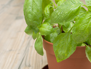 Image showing Potted Basil