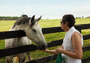 Image showing Old chestnut horse in rural meadow being fed