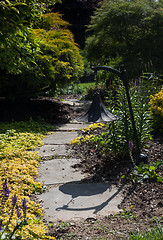 Image showing Vertical path leading through shrubbery