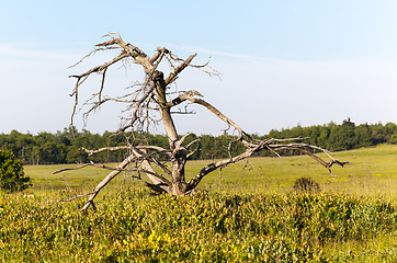 Image showing Old gnarled tree in Big Meadows on Skyline Drive