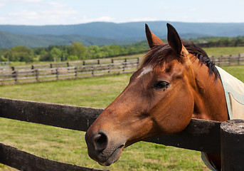 Image showing Old chestnut horse in rural meadow on fence