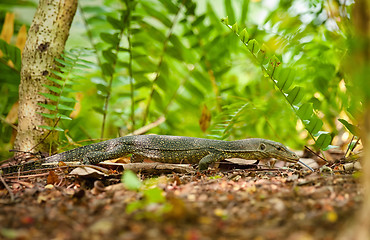 Image showing goanna lizard in undergrowth