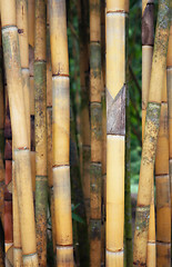 Image showing tall yellow bamboo