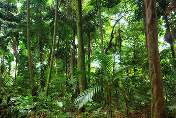 Image showing beautiful rain forest trees