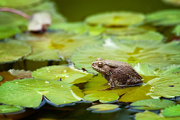 Image showing frog on lilypad