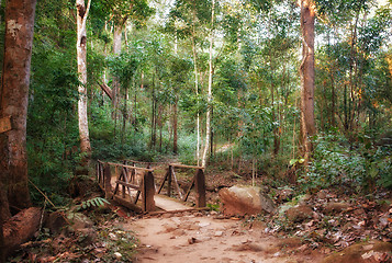 Image showing bridge crossing in the forest