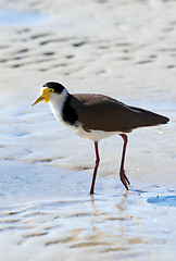 Image showing masked lapwing on beach