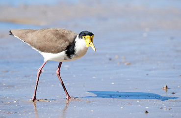 Image showing masked lapwing on beach