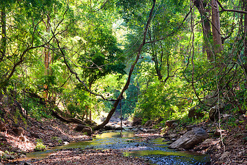 Image showing river through the forest