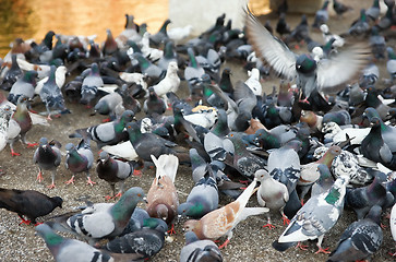 Image showing flock pigeons feeding