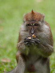 Image showing macaque monkey