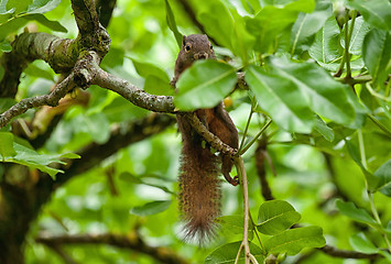 Image showing squirrel in tree