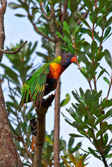 Image showing rainbow lorikeet in tree