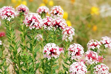 Image showing Closeup of wild pink flowers